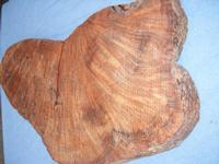 Thuya Burl